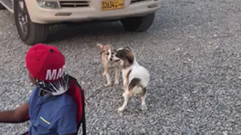 The home dog have new friend