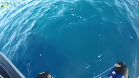 Top 5 Big Fish Caught_in_The Sea are Recorded By Cameras - Amazing Fishing Skills, Catching Big Tuna