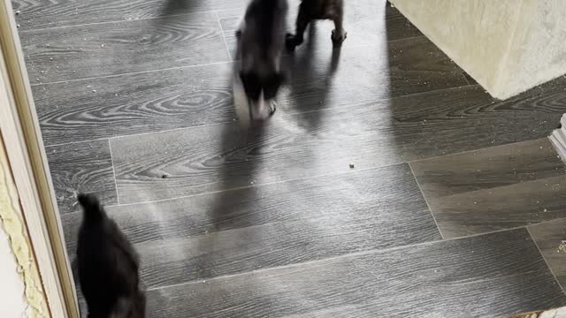 Avalanche of Kittens Pile Through the Door