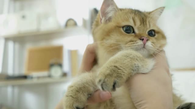 Cat owner playing with her tabby kitten