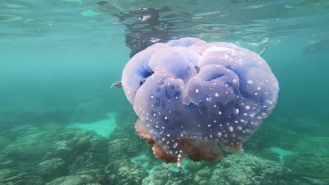 A Jellyfish Swimming Underwater