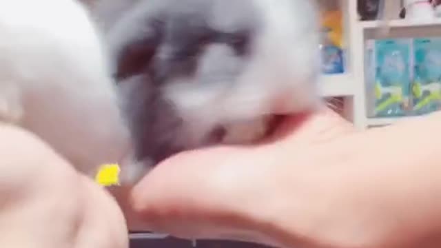 Little rabbit