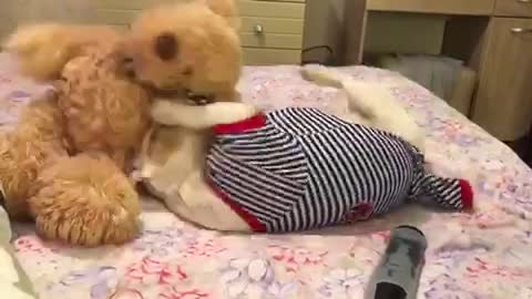 Dog and bear toy