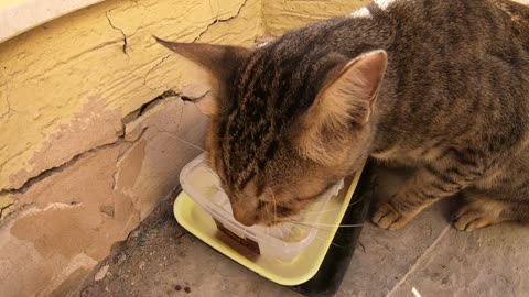 Homeless cats in UAE, Ras Al Khaimah: ED SHEERAN & MICHAEL JACKSON #cats #MichaelJackson #EdSheeran