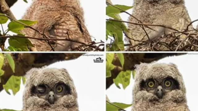 Take photos funny animals make you laugh