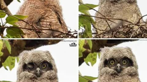 Take photos funny animals make you laugh