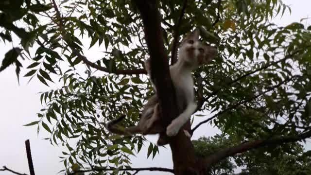 CAT VIDEOS .THE CAT CLIMBING A TREE