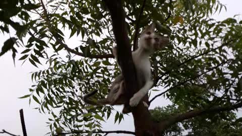 CAT VIDEOS .THE CAT CLIMBING A TREE