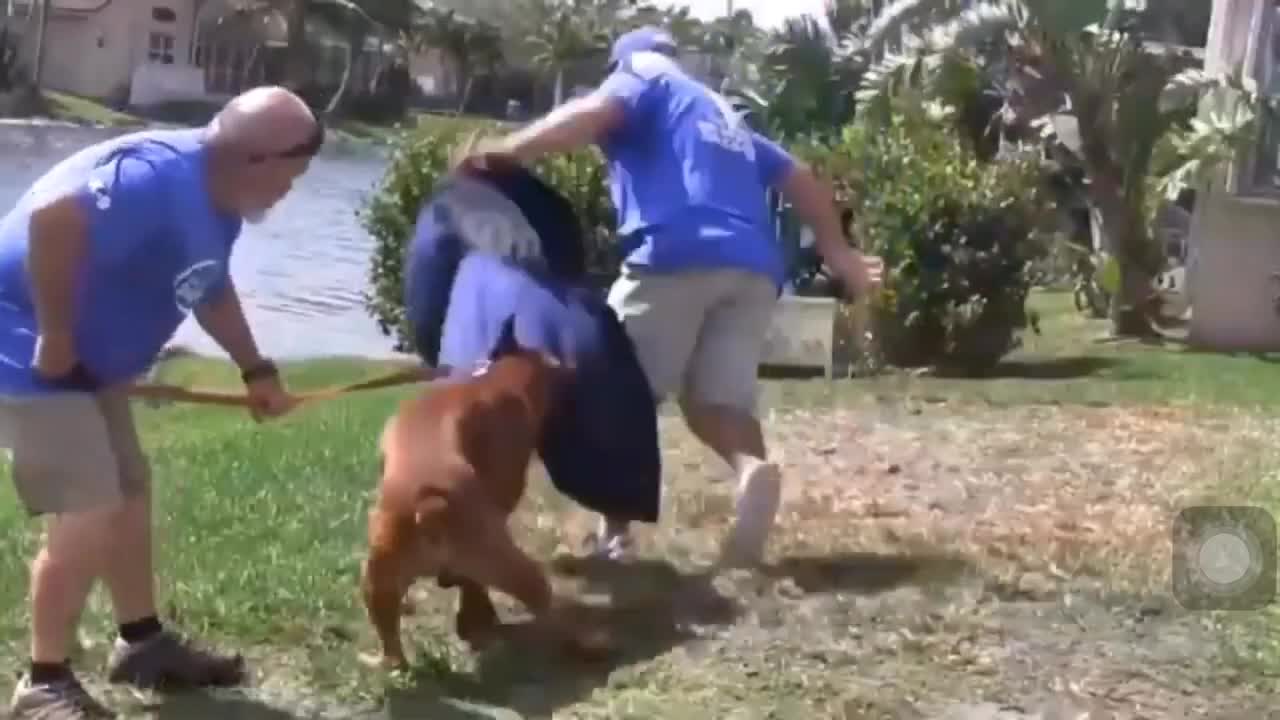 How to make a dog become fully aggressive with few steps.