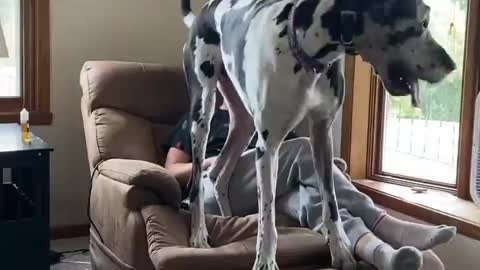 THE GREAT DANE Dog Video 98 - Great Dane Compilation - Tallest Dog in The World