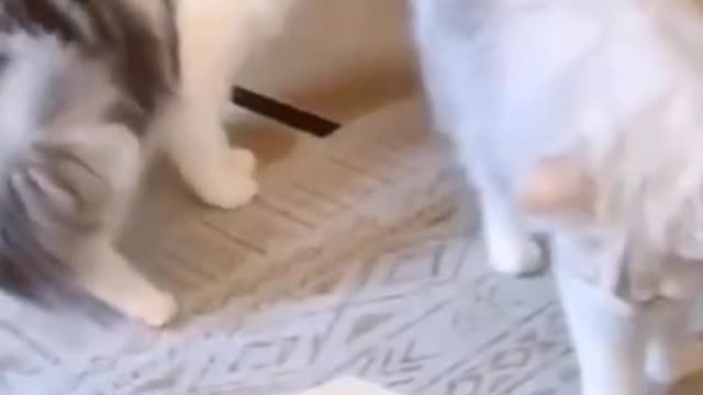 Funny Dog😻😻 and 🐱‍🚀🐱‍🚀Cats Funny pet animals videos