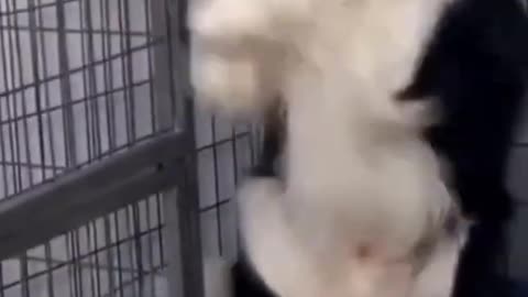 Cock fight dog