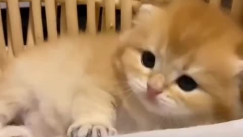 cute cat