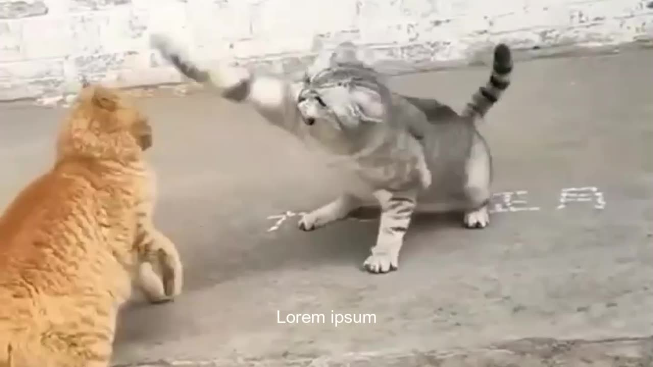 Two Funny Cats Fighting.