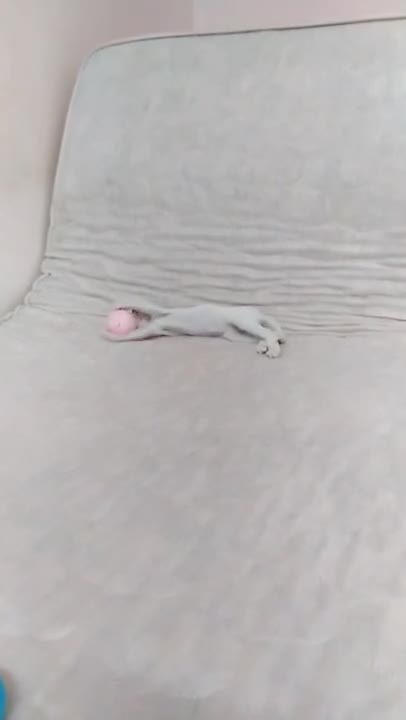 Funny cats.. Training cats to catch balls