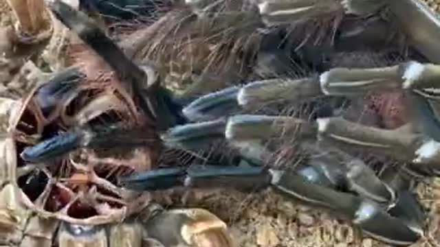 ¡Pájaro GIGANTE comiendo tarántula!