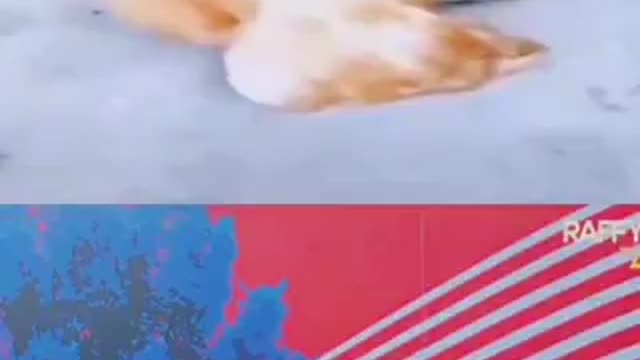 Funny chicken