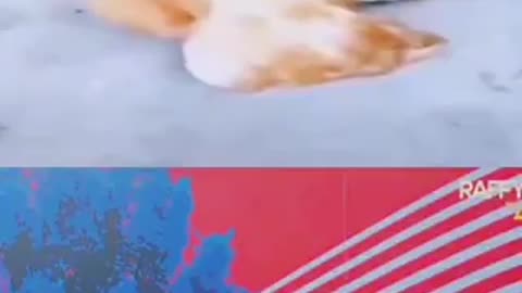 Funny chicken