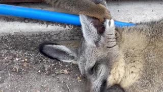 Sleepy Bat Eared Fox Gets Ear Massages from Nosy Lemurs