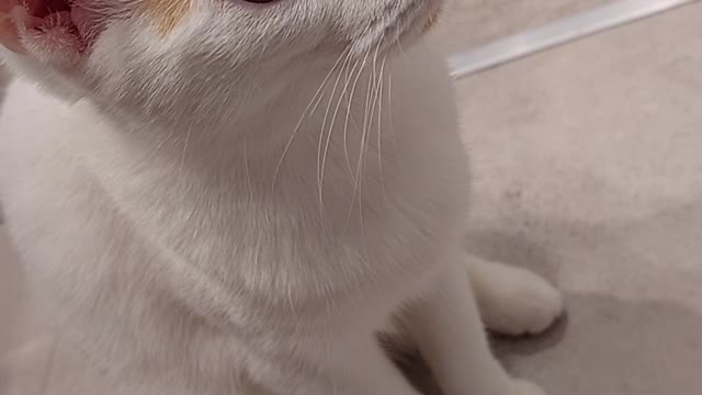 Cute Cat watching washing machine