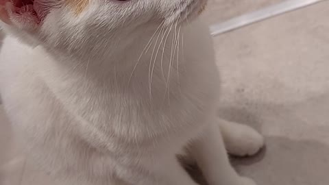 Cute Cat watching washing machine