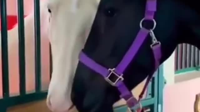 This Horse are lovely 😍 . Just see this love
