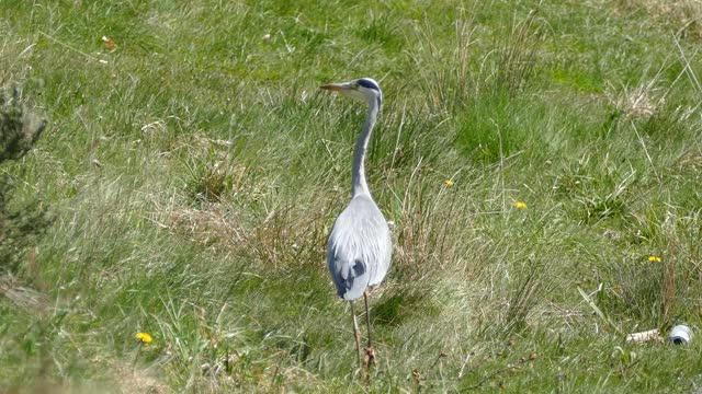 Lost Female Bird Heron Water