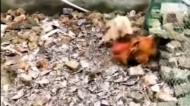 Dog VS chicken hhh