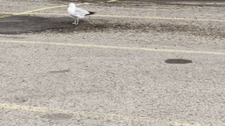 Seagulls & pigeon together in yard.