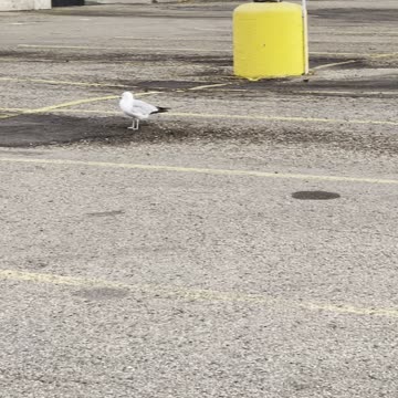 Seagulls & pigeon together in yard.