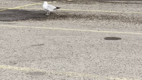 Seagulls & pigeon together in yard.