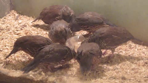 Blue silkie chicks (2)