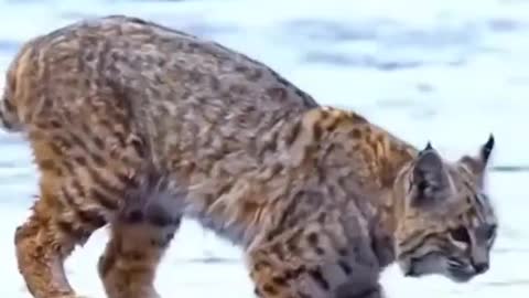Leopard Pub Jump Viral Animals Video Clip Funny Animals