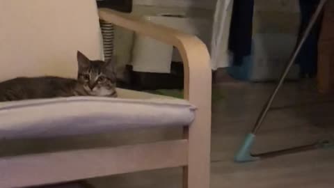 baby cat on the chair