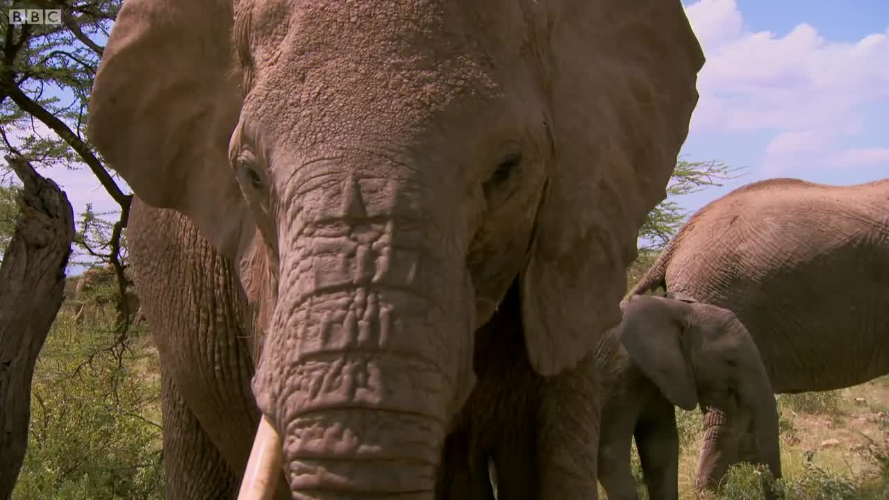 Tranquillising Wild African Elephants | This Wild Life | BBC Earth