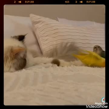 Play and fun between birds and a cat