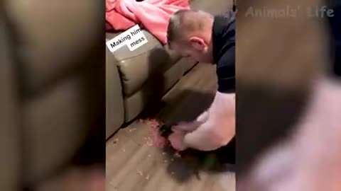 Cut and Dog funny video