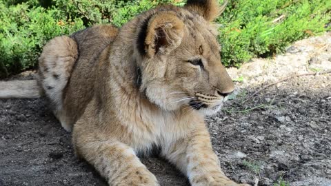 lioness resting in the shade