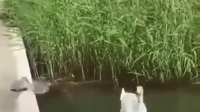 baby duck swimming for the first time