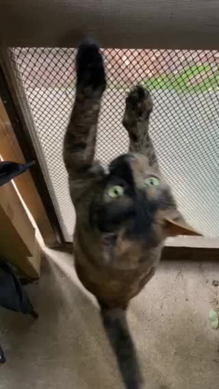 Crazy Climbing Cat - Lulu