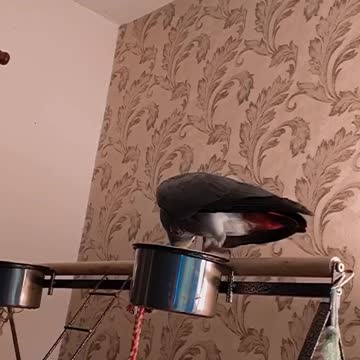 Funny!! African Grey Sound Like a Cat!