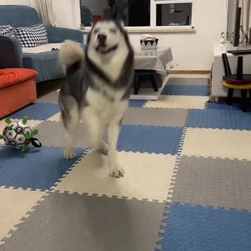 Clever husky