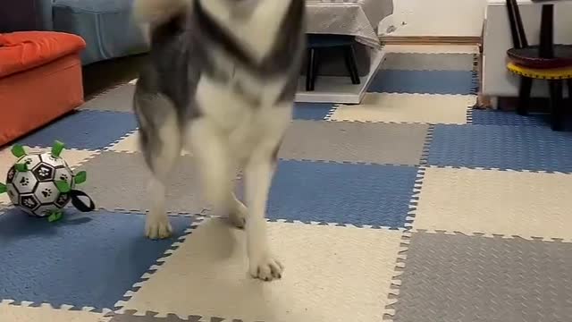Clever husky