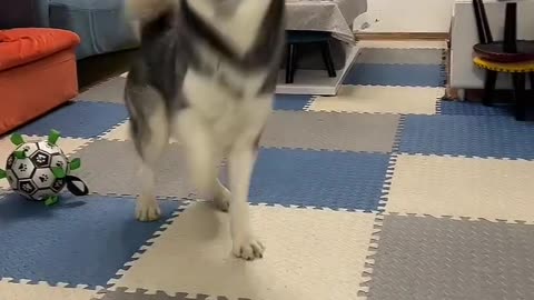 Clever husky