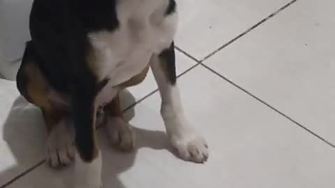 my dog ​​listening to a conversation