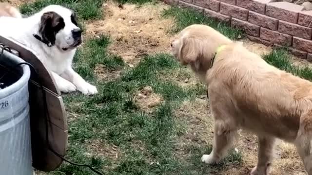 Are the two Doggos gonna Fight?!!!