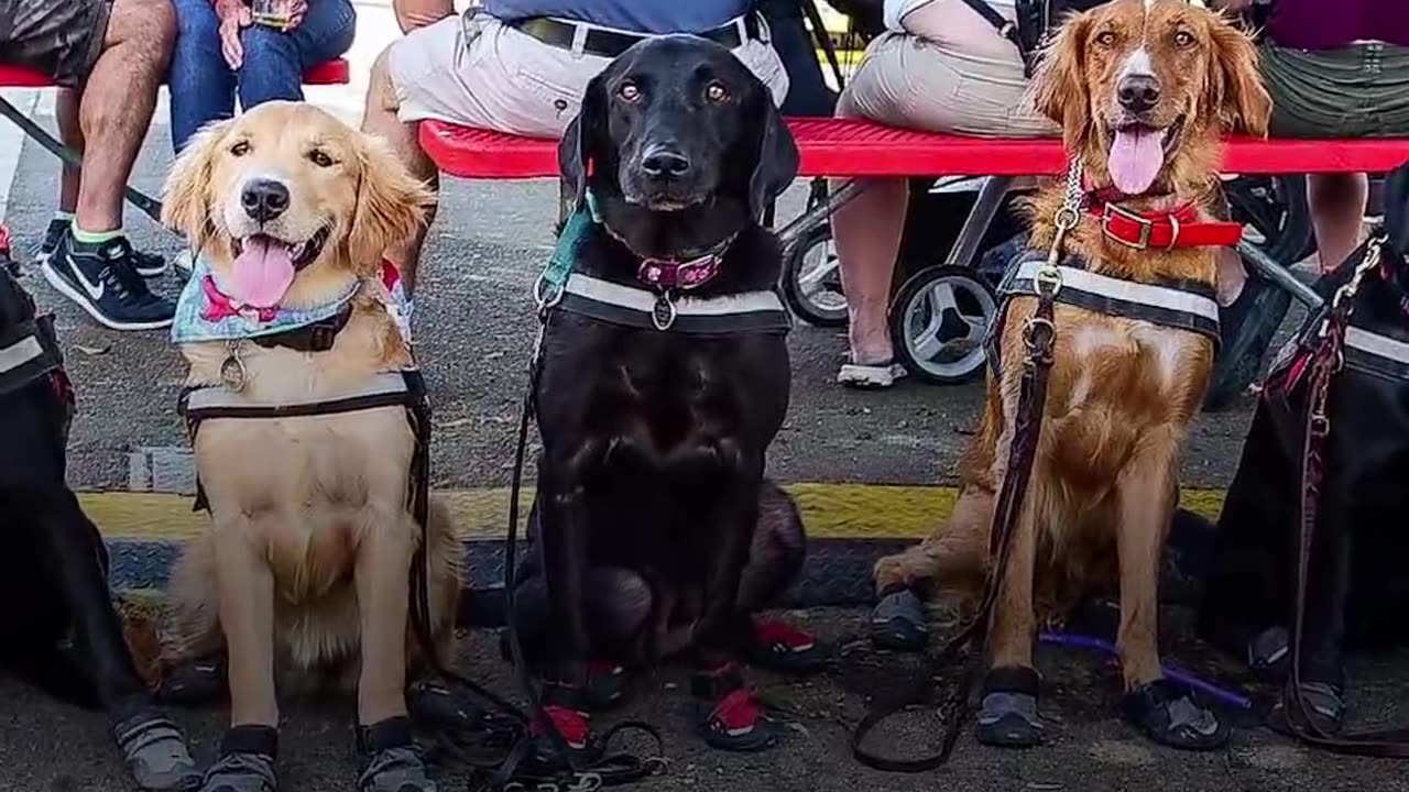 Amazing Dog Changes Everything For Boy With Diabetes - LUKE & JEDI | The Dodo
