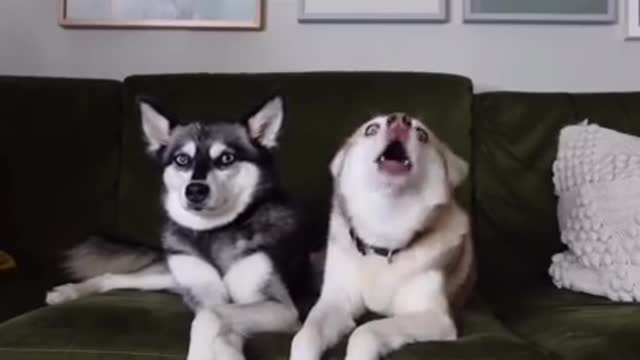Mini Husky Gets Mad When Owner Reads his allergies