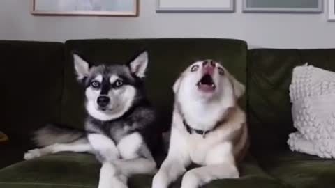 Mini Husky Gets Mad When Owner Reads his allergies