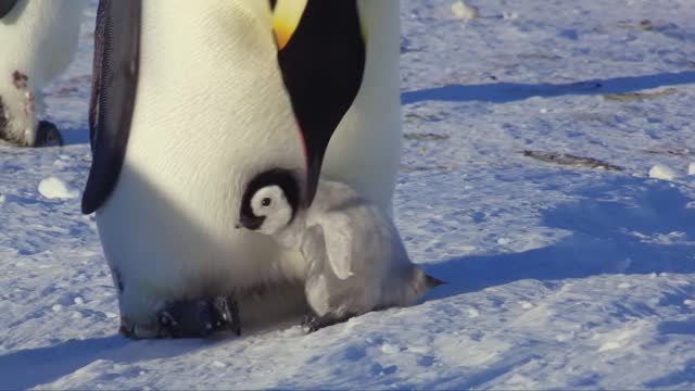 Cutest Penguin of all time